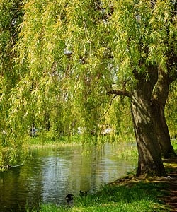 smooth slider 11-canal duck